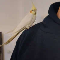 عروس هلندی با قفس