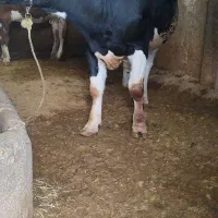 گاو  گوشتی نر هلشتاین