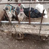قیمت ۵۴۰۰۰ تومان