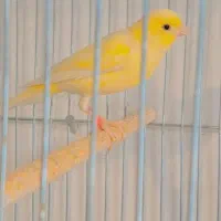 قناری ماده اماده