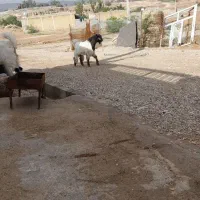 یک عدد بز نر.|حیوانات مزرعه|شوشتر, |دیوار