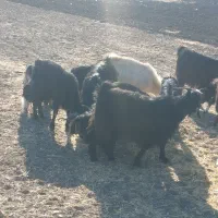 بزغاله بز میش|حیوانات مزرعه|کرمانشاه, |دیوار