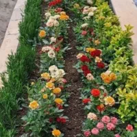 گل کاری وباغبانی هرس ردخت وکارهای باغچه