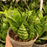 گل و گیاه آپارتمانی|گل و گیاه طبیعی|قزوین, |دیوار