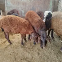 گوسفند|حیوانات مزرعه|نگین شهر, |دیوار