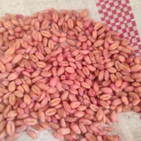 گندم بذری پیشگام سبوس گندم و تفاله پرک  گندم دامی|خدمات باغبانی و درختکاری|تربت جام, معدآباد|دیوار