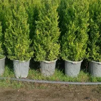 فروش لاوسون گلدان زباله ..نیم زباله و سطل ۱۲