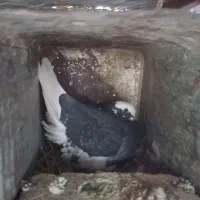 جفت پلنگ با یکی جوجه