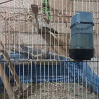 فروش عروس هلندی