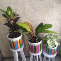 استند و کودهای خارجی|گل مصنوعی|جهرم, |دیوار