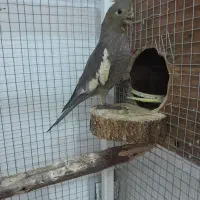 پرنده عروس|پرنده|مریوان, |دیوار