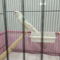 قناری‌فروشی