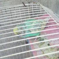 مرغ عشق|پرنده|جیرفت, |دیوار