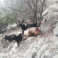 باسلام فروش 14 راس بزداشتی ابستن|حیوانات مزرعه|کازرون, |دیوار