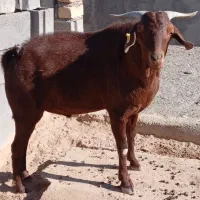 نر یک ساله نژاد مورسیا سانن