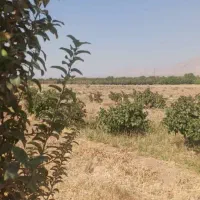 زمین کشاورزی جاده کارخانه سیمان استهبان نشهر|فروش زمین و ملک کلنگی|رونیز, |دیوار