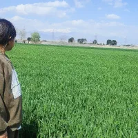 زمین-کشاورزی-قزوین-بویین-زهرا