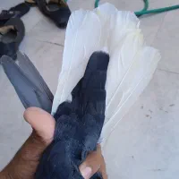 نر زاغ دم سفید