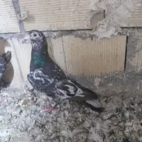 سارسیاه نر
