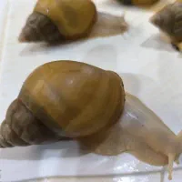 حلزون آچانیتا آلینو|خزنده|تهران, بهمن یار|دیوار