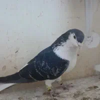 کبوتر پرنده جفت شیرازی سیاه|پرنده|اهواز, کوی رمضان|دیوار