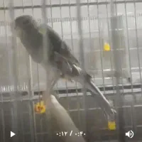 قناری رسمی بلند ماده|پرنده|تهران, فلسطین (میدان انقلاب)|دیوار