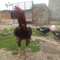 ی خروس لاری و ی مرغ لاری