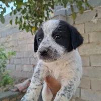 توله تریر اسکاتلندی|سگ|کاشمر, |دیوار