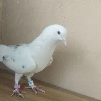 کبوتر پرشی|پرنده|رباط‌کریم, مسکن مهر آبشناسان|دیوار