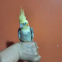 پرنده|پرنده|شهریار, شهریار|دیوار