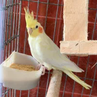 عروس هلندی