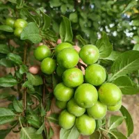 خدمات باغبانی و کاشت گل وگیاه