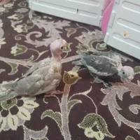 جوجه عروس هلندی سرلاکی