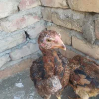 وسایل|قایق و سایر وسایل نقلیه|سراوان, |دیوار