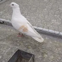 کبوتر عالی نر مست