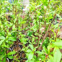 نهال های میوه گلدانی ریشه پر