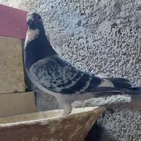 پرنده سرعتی|پرنده|مشگین شهر, |دیوار