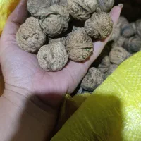 گردو سوزنی روغنی و خوشمزه