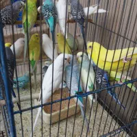 مرغ عشق و طوطی کوتوله در همه رنگ و تخم کبوتر|پرنده|قم, سربخش|دیوار