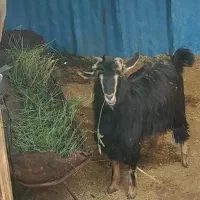 بزغاله ماده