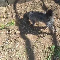 سگ.|سگ|بیضا, |دیوار