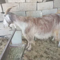 بززاییده|حیوانات مزرعه|بهبهان, |دیوار