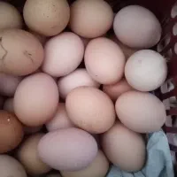 تخم مرغ محلی تازه