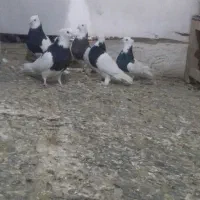 زیبا|پرنده|قم, چهار مردان|دیوار