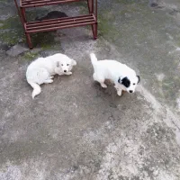 یک جفت توله سگ اشپیتز شش ماه