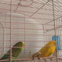 مرغ عشق|پرنده|ملارد, |دیوار