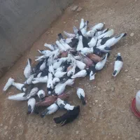 کبوتر پرشی گله ای