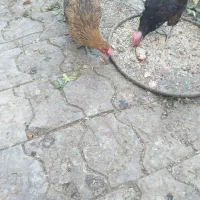 فروش مرغ