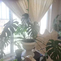 گل برگ انجیری