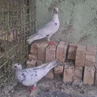 کبوتر دورگ